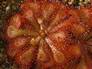 Drosera_Sundew plant_20045_92.jpg